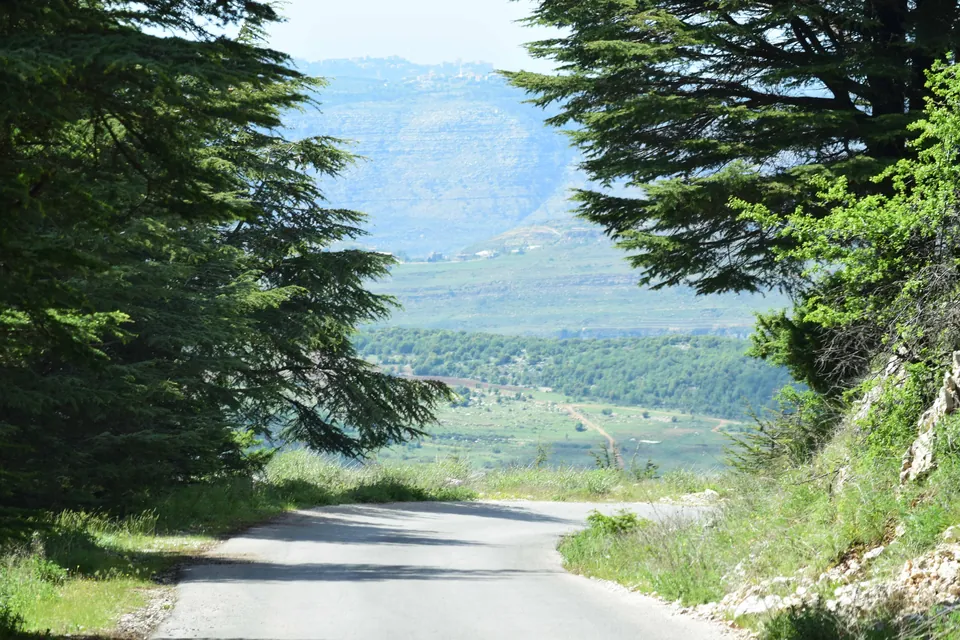 The road through the Barouk cedars in the Shouf mountains.