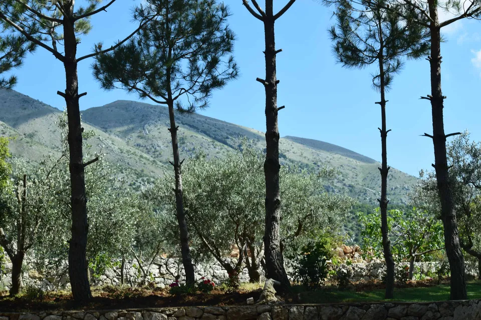 Pines and olive groves below the mountains at Maasser el Chouf.